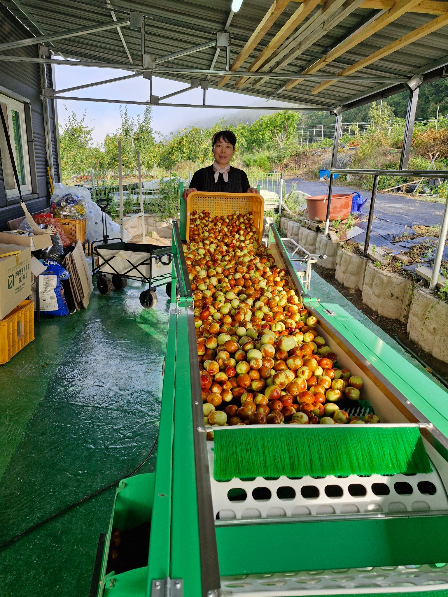 수확한 대추를 선별하는 작업